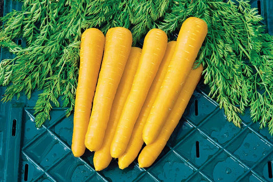Gold Nugget Carrot Seeds - 1000+ Count - Organic Garden Seeds - Daucus carota - USA Grown, Free Shipping