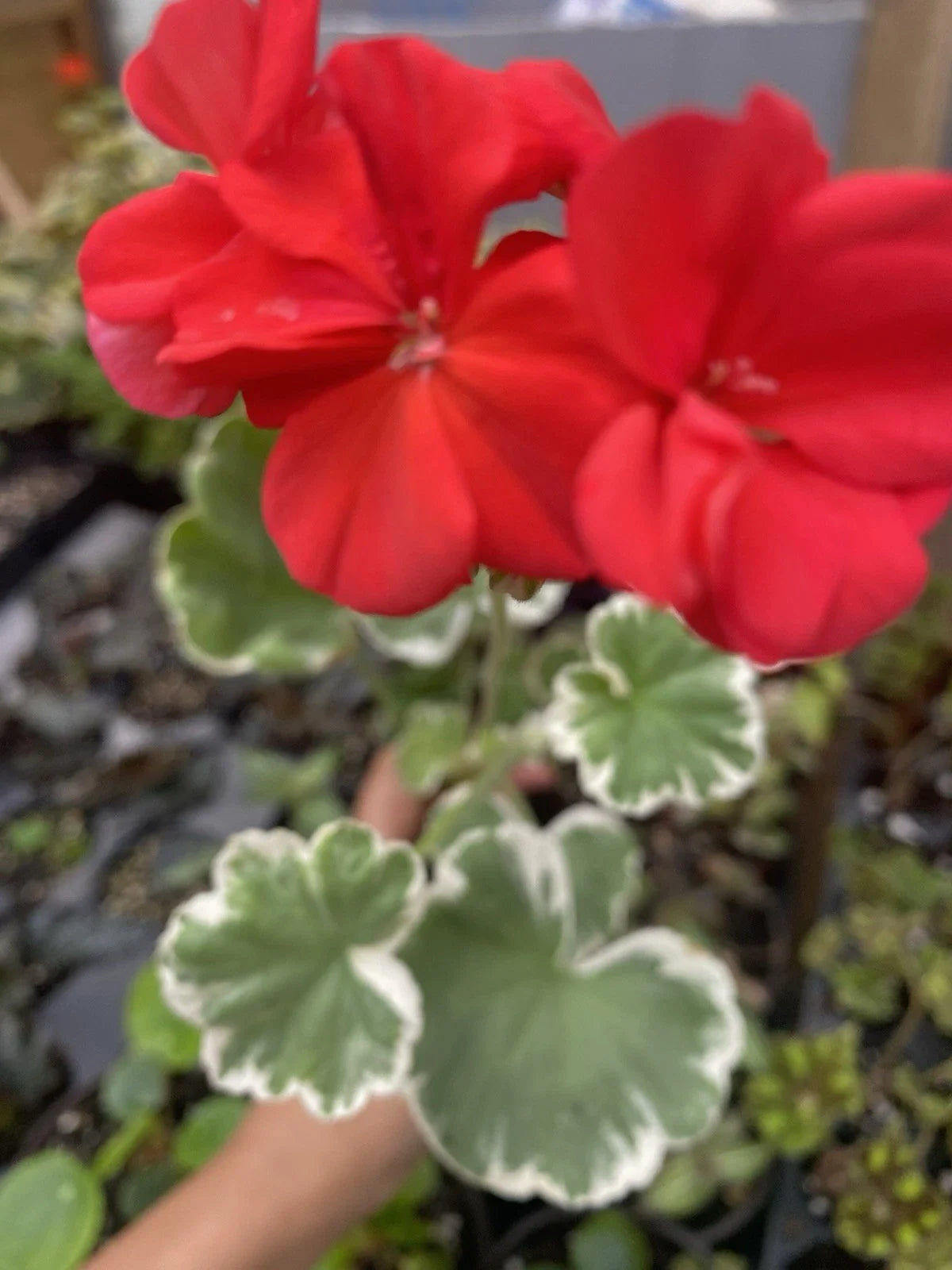 Horseshoe Geranium Rooted Plant - Pelargonium sidoides - Unique Foliage, Easy Care Houseplant