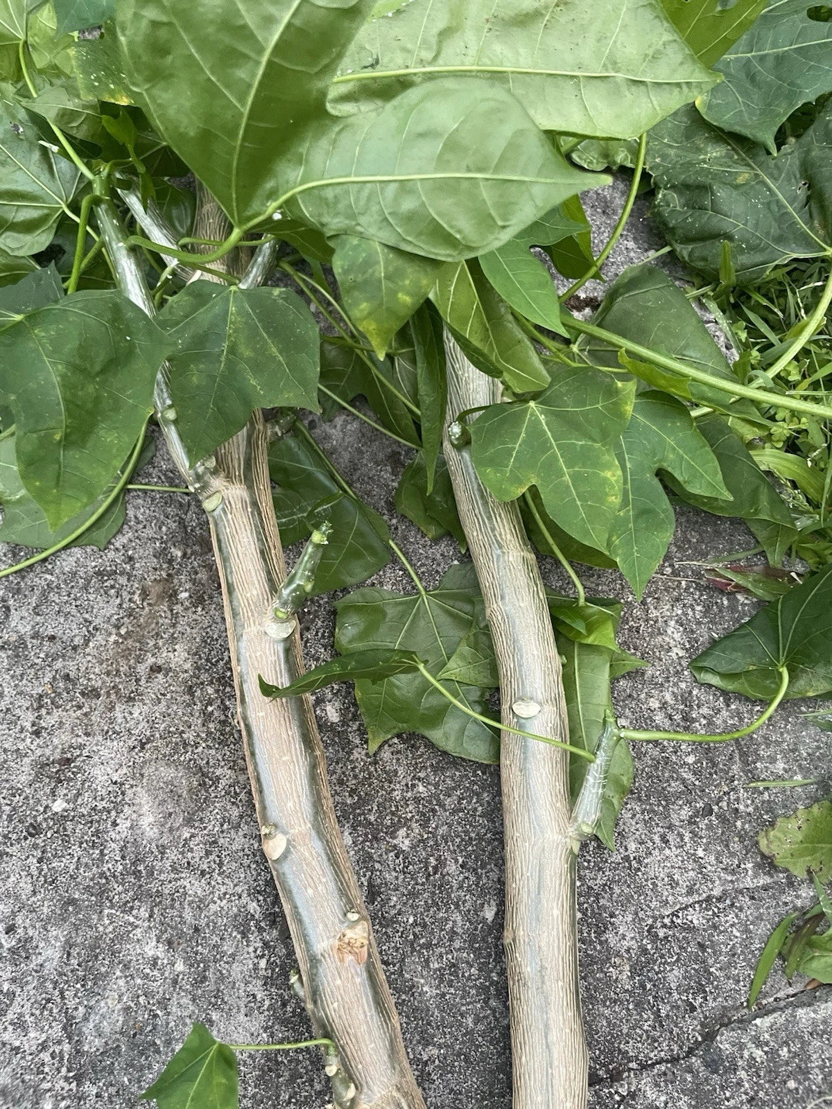 Hawaii Chaya Cuttings - 15 Pack - Maya Tree Spinach - Volcanic Soil Superfood - Cnidoscolus