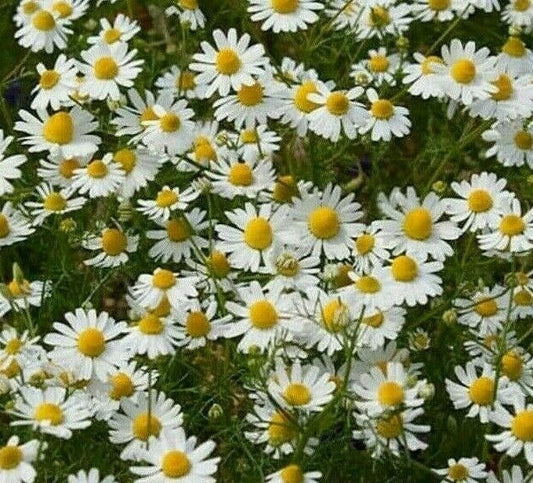 German Chamomile Seeds, 2000+ Fragrant Garden Annual Herb, Matricaria chamomilla, Tea Plant, Free Shipping