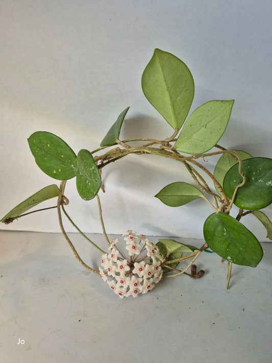 Hoya Cuttings - 3 Dapple Grey Cuttings - Hoya spp. - Perfect for Plant Propagation