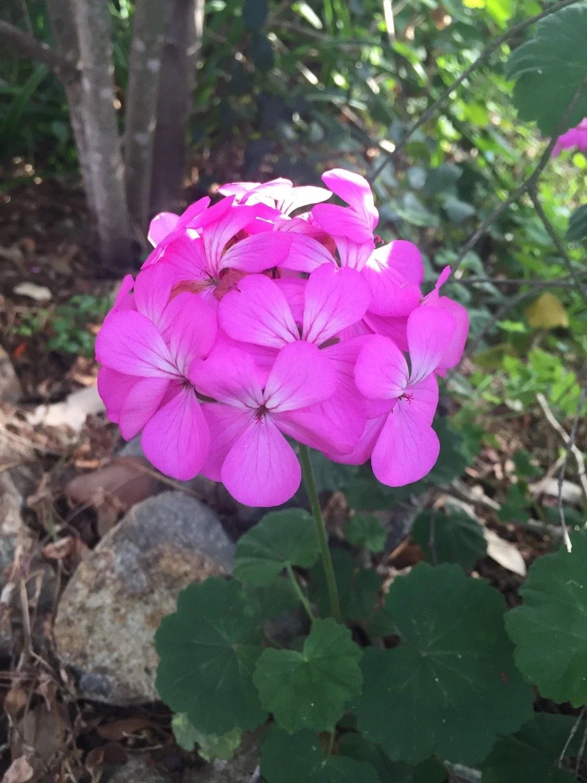 Purple Pink Pelargonium Zonal Geranium Starter Cuttings 12x6" Live Plant - Pelargonium × hortorum