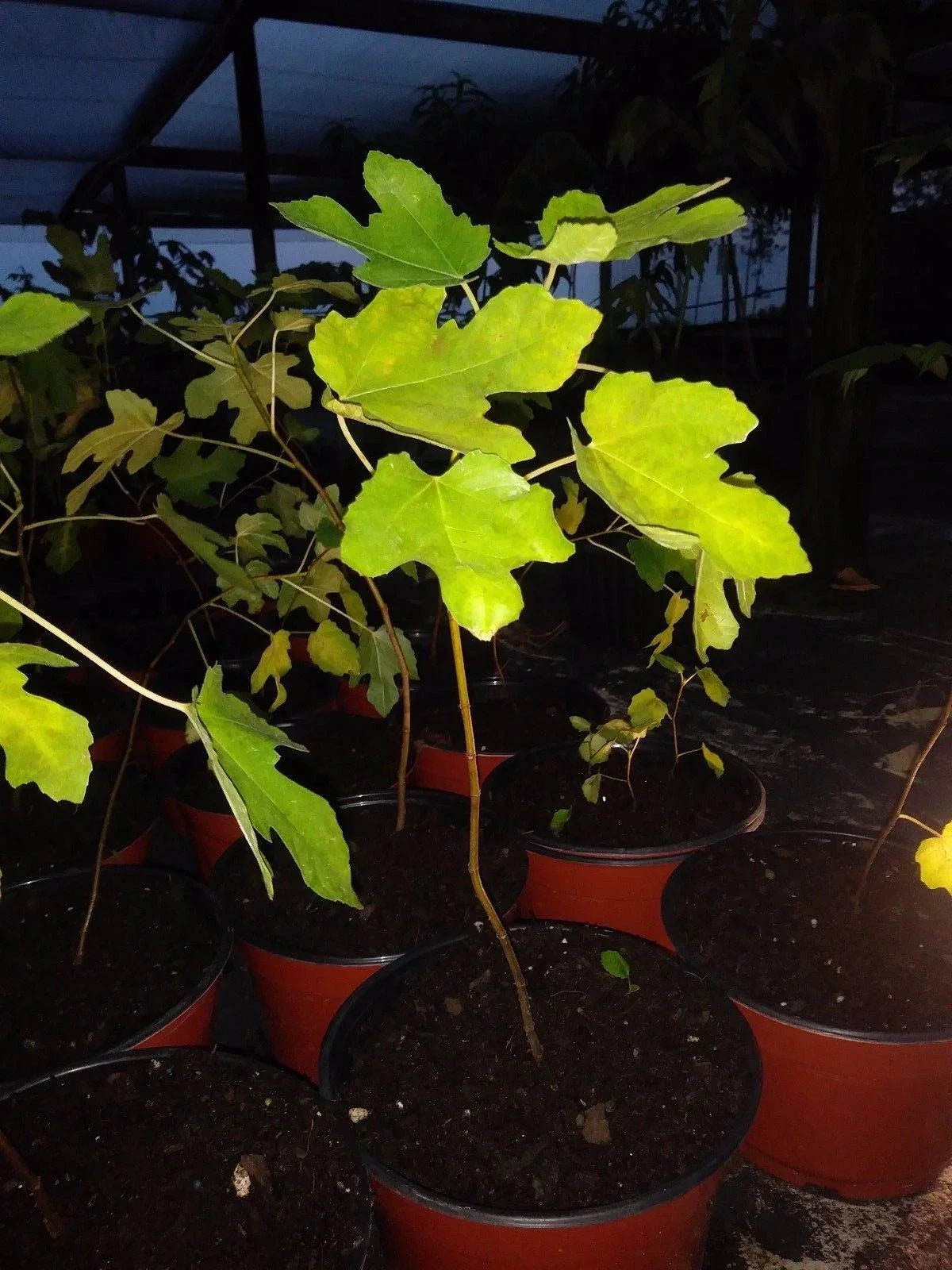 Ficus "Magnolia" Fig Tree Plant - Cold Hardy, Non-GMO, Edible - Ficus macrophylla - Larger Size Available