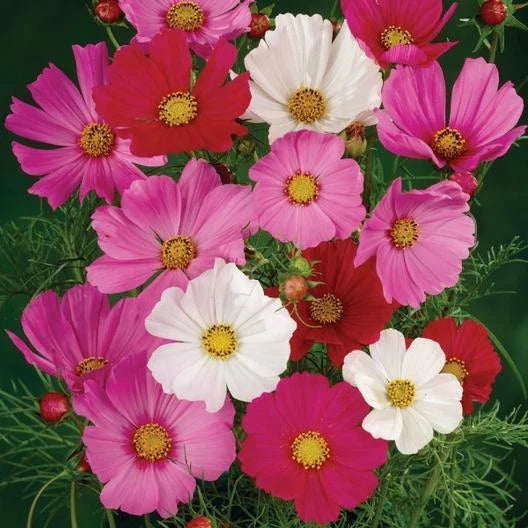 Cosmos Seeds Dwarf Sensation Mix Red Pink White Non-GMO 200 Seeds for Spring Pollinators (Cosmos bipinnatus)