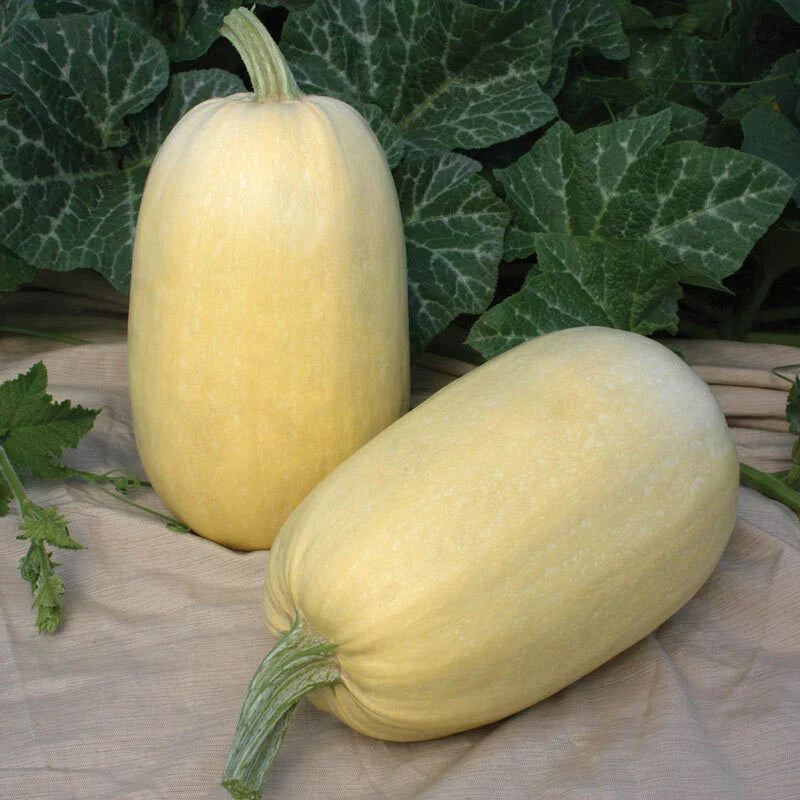 Tivoli Winter Squash Seeds - Fresh Seed for Planting - Heirloom Variety - Cucurbita pepo