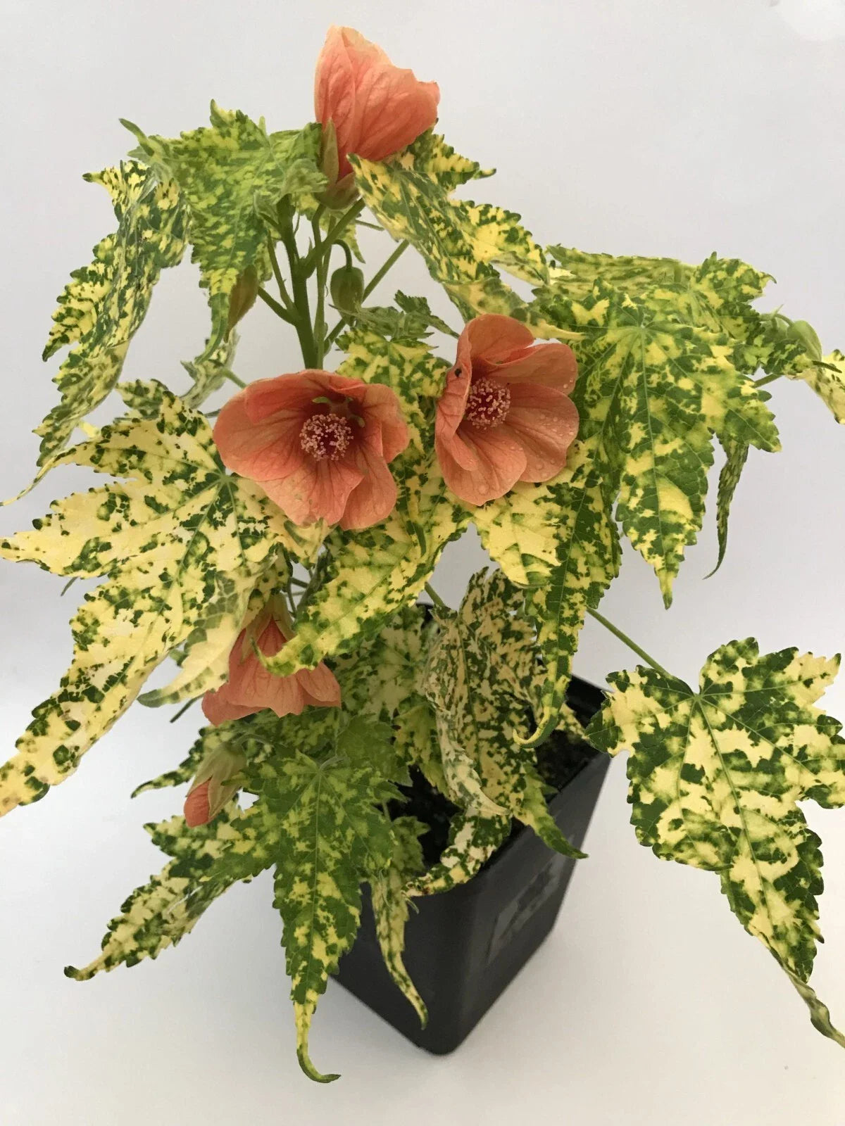 Thompsonii Variegated Peach Abutilon Flowering Maple Small Rooted Starter Plant - Perfect for Indoor Gardens