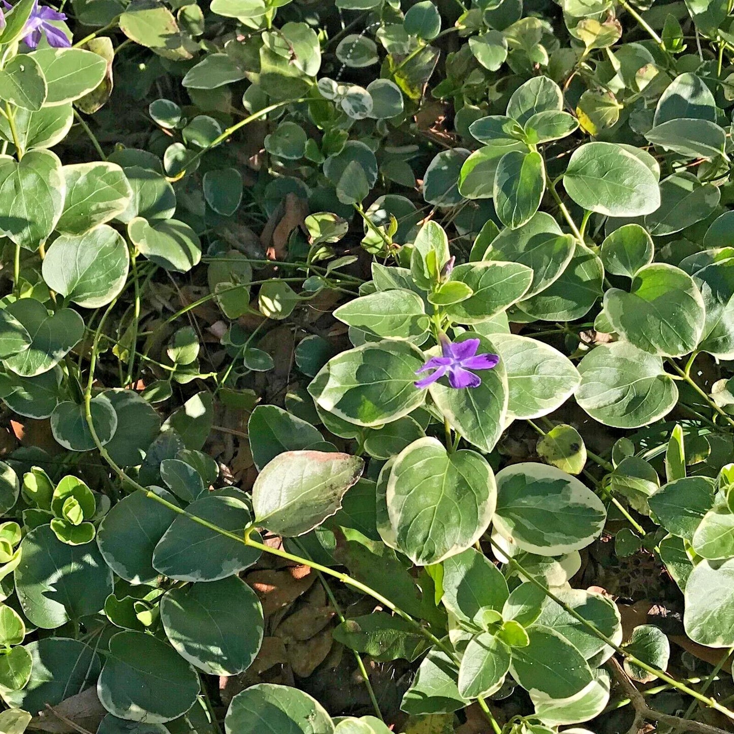 Variegated Vinca Groundcover Starter Vines - 8 Lavender Periwinkle Flower Plants - Rooted (Vinca minor)