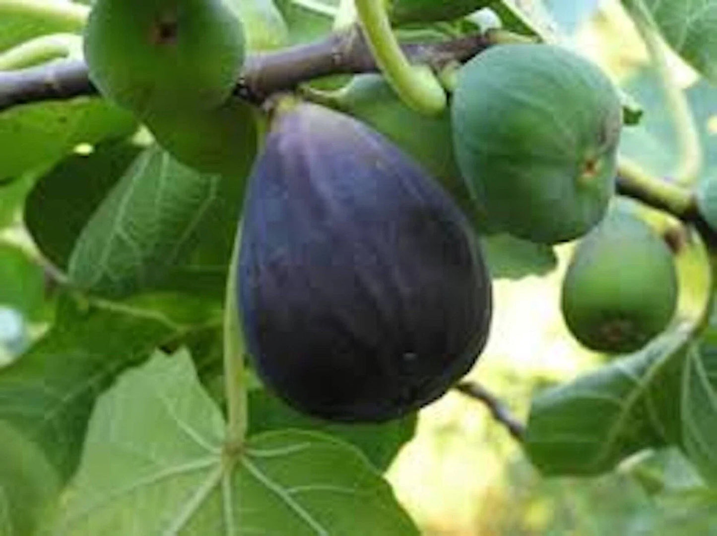 Black Mission Fig Tree Starter Plant - 10 Bare Root Ficus Carica - Edible Fruit, Everbearing, Large Leaves, Shade Tree