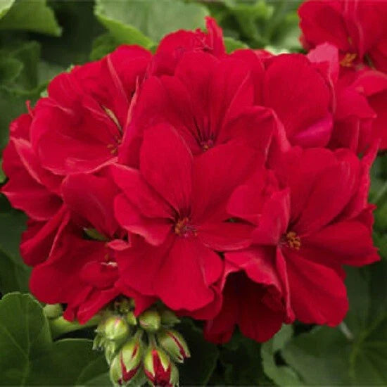 Red Geranium Seeds - 10 Perennial Flower Seeds - Bright Bloom - Pelargonium spp. - US Seller