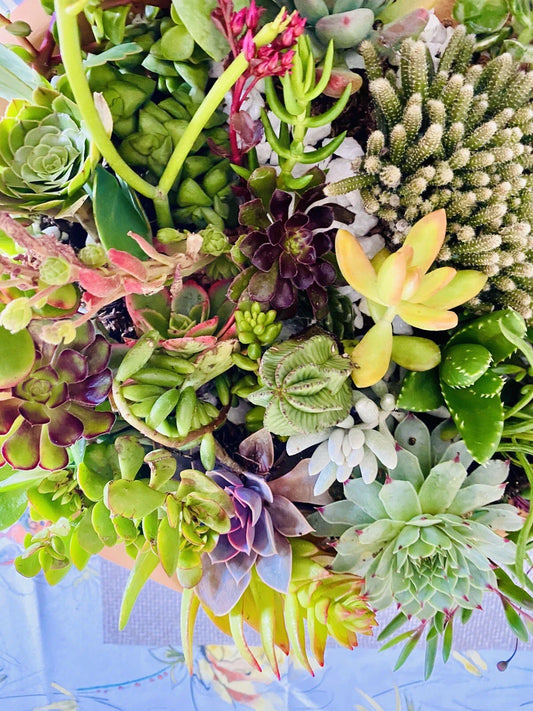 20 Assorted Organic Succulent Cuttings + 2 Free Cuttings - Perfect for DIY Projects - Ideal for Gardens and Indoor Decor
