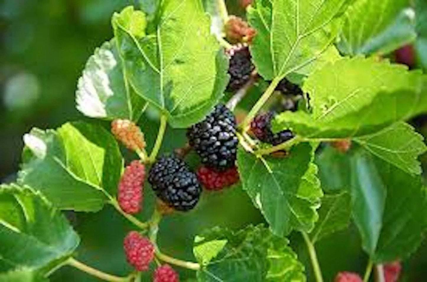 Red Mulberry Tree 12-24in Live Bare Root Morus rubra - Ships in Fall/Winter, Potted in Growing Season