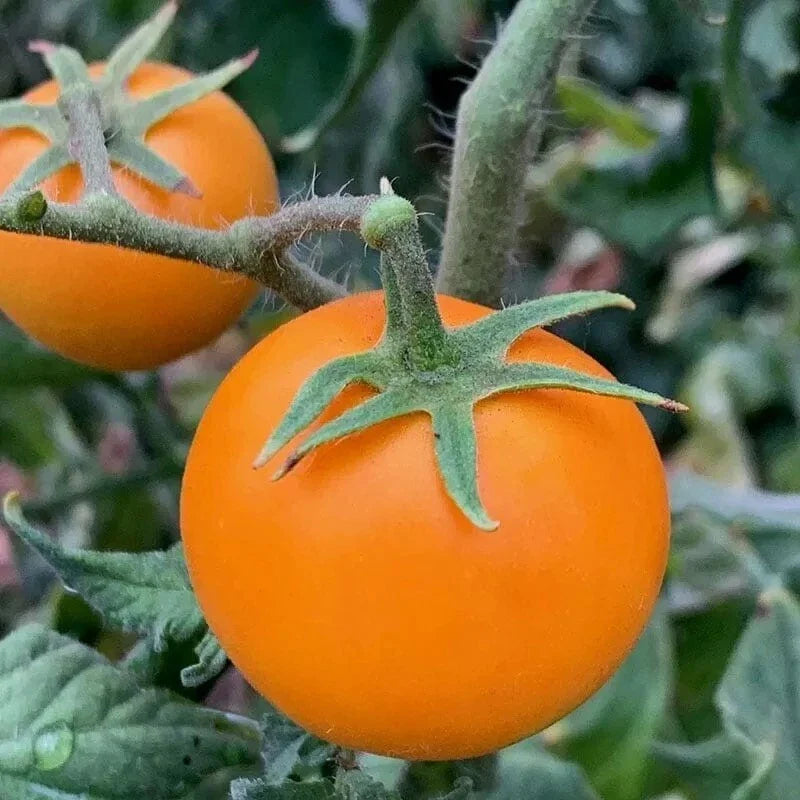 Orange Cherry Tomato Seeds - 10+ Heirloom Organic - Rare Variety - Solanum lycopersicum