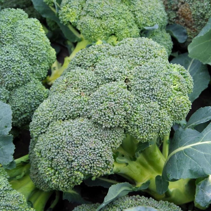 500+ Broccoli Seeds - Waltham 29 Heirloom - Organic Non-GMO - Fresh Quality