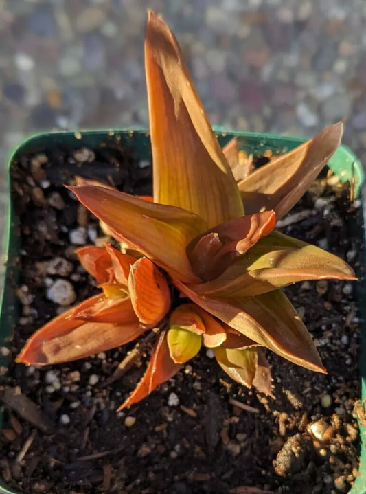 Haworthia Pentagona 'Black Gem' - 4" Potted Plant - Rare Succulent - Dark Bronze Color