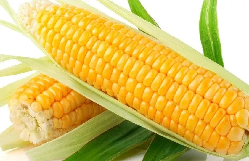 Sweet Golden Bantam Corn Seeds - 500+ Heirloom Organic Non-GMO - Fresh Gardening Seeds for Home Planting