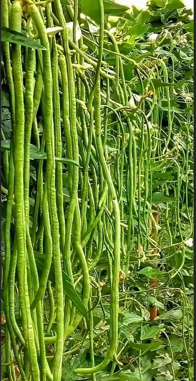 Green Yard Long Bean Seeds - 20+ Non-GMO Asian String Beans (Sitaw) - Heirloom Vegetable Seeds for Home Gardening
