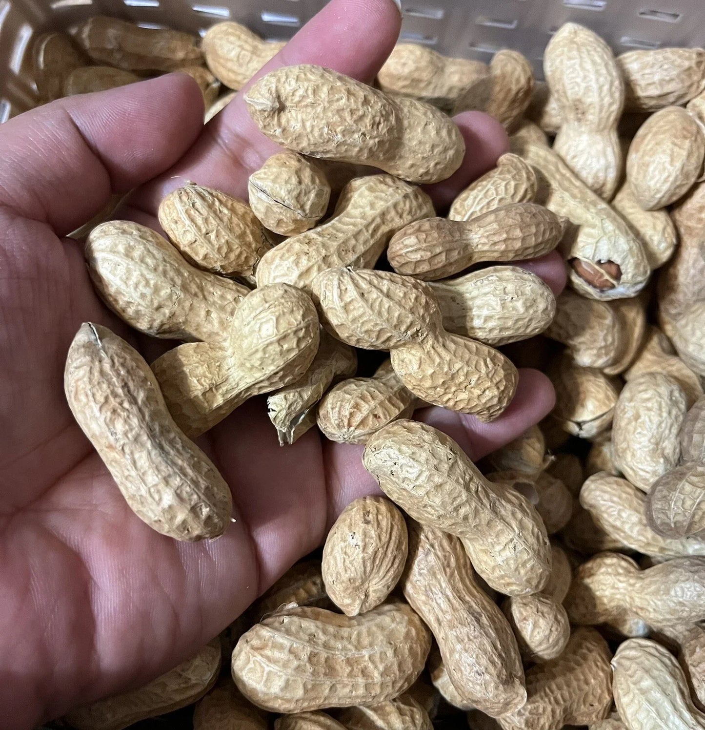 Virginia Jumbo Peanut Seeds - 35+ Heirloom Seeds - Open Pollinated, Organic Variety - Arachis hypogaea