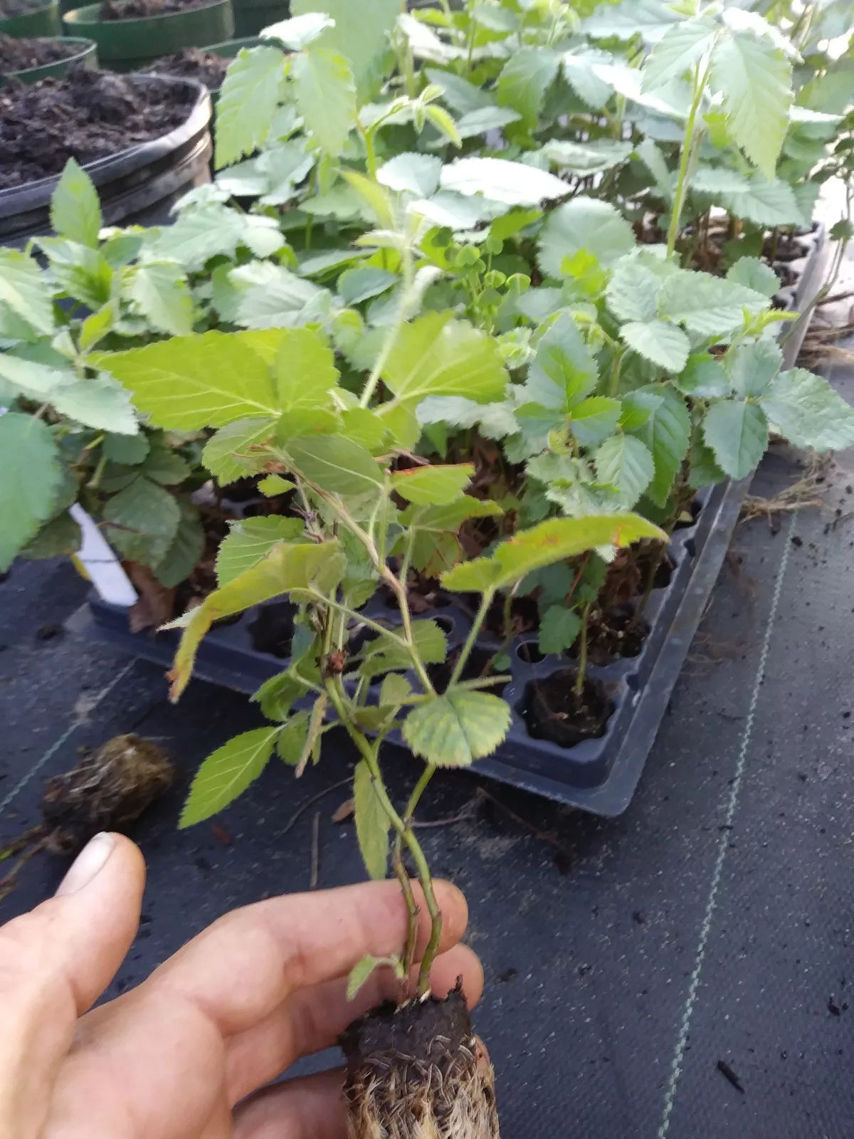 Thornless Blackberry Plants 72-Pack Sweetie Pie Rubus Hybrid Healthy Rooted