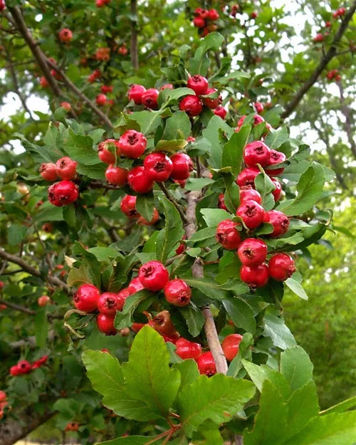Heirloom Mayhaw Fruit Trees 2-Pack, 6" Red Seedlings, Crataegus aestivalis, Bare Root, USA Seller