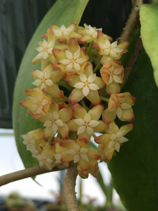 Hoya Crassicaulis Plant in 3" Pot - Rare Rooted Hoya for Sale - Indoor Houseplant, Tropical Greenery