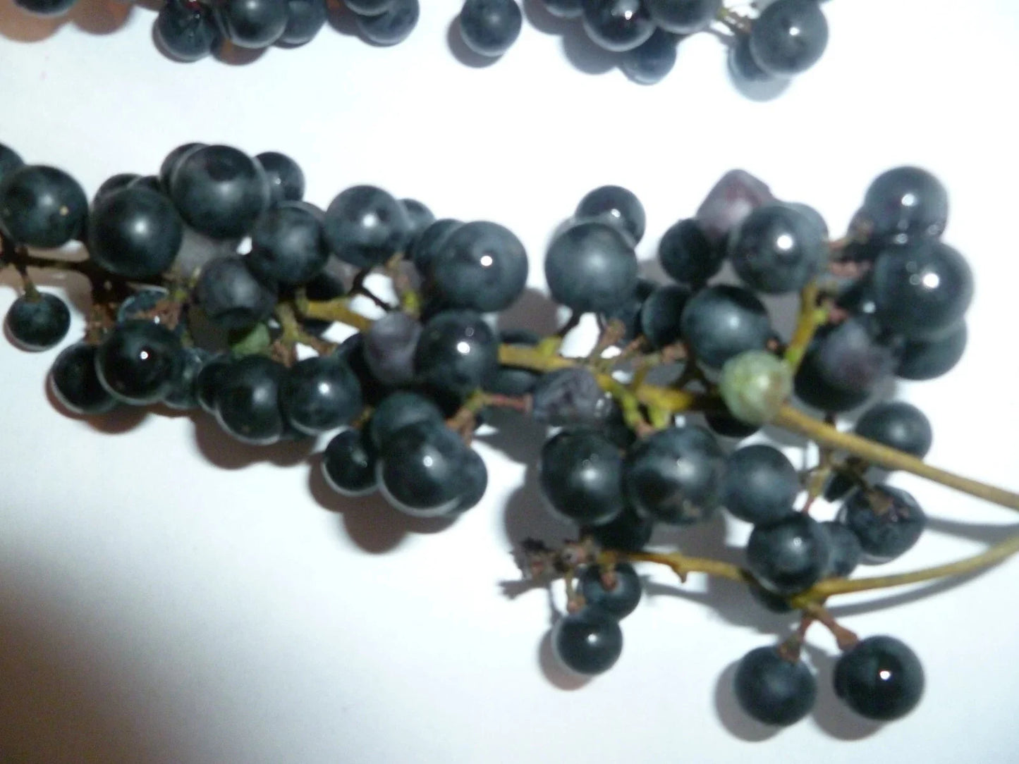 Organic Wild Grape 25 Seeds - Vitis aestivalis - Heirloom, Non-GMO, Free Shipping