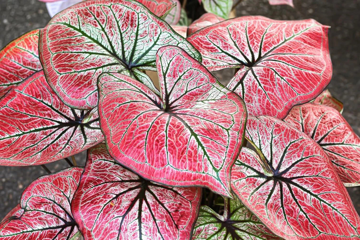 Caladium Bulbs for Planting - 5 Pack - Fancy Varieties - Wildfire (Caladium bicolor) - Perennial Elephant Ears