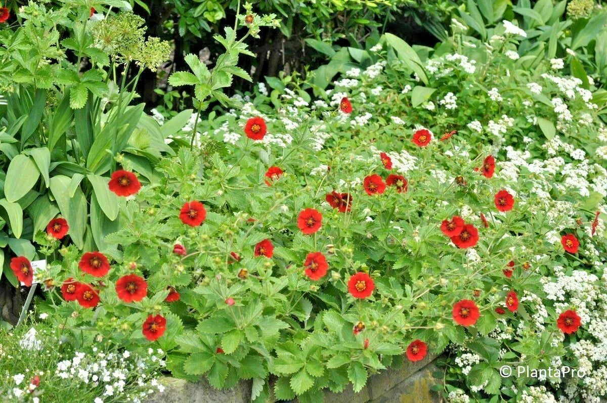 Scarlet Cinquefoil Seeds - 101+ Potentilla - Native Perennial Flowering Shrub - Compact Growth