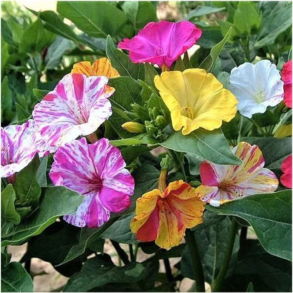 Four O'Clock Seeds 100+ Broken Colors Tender Perennial Mirabilis jalapa Reseeds Easily