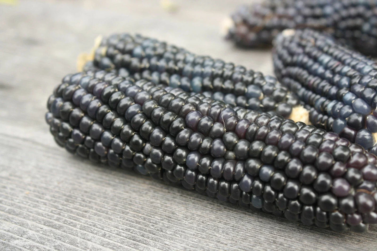 BLUE HOPI CORN Seeds - Organic Native Heirloom Variety for Summer/Fall Vegetable Garden - Zea mays