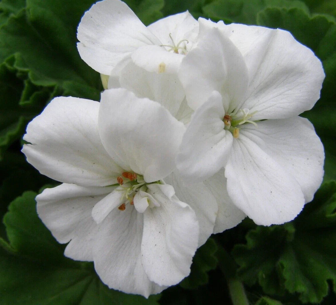 Geranium Pelargonium Zonal Cuttings 6" White Flowers Broadleaf Evergreen 3 Live Unrooted Plant