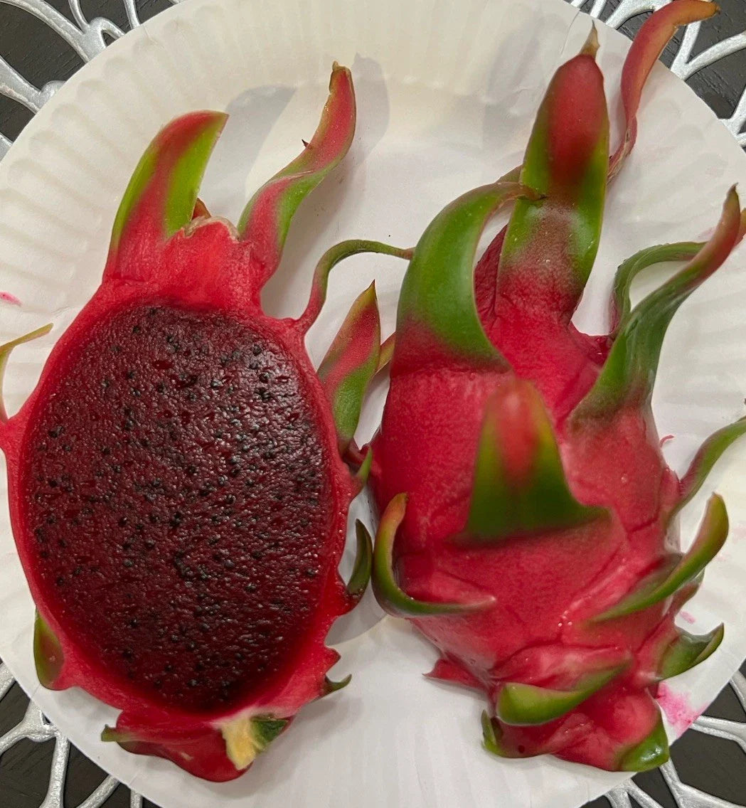 Dragon Fruit Cuttings 8-12 Inches Long, “Sin Espinas” (No Thorns), Hylocereus undatus