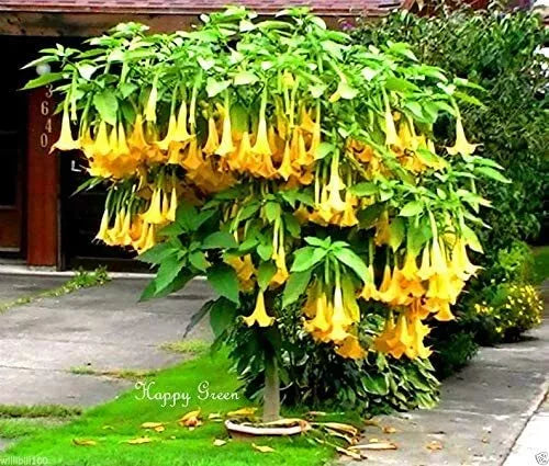 Yellow Trumpetbush Seeds - 20 Count - Rare Exotic Yellow Flowering Plant - Tecoma stans