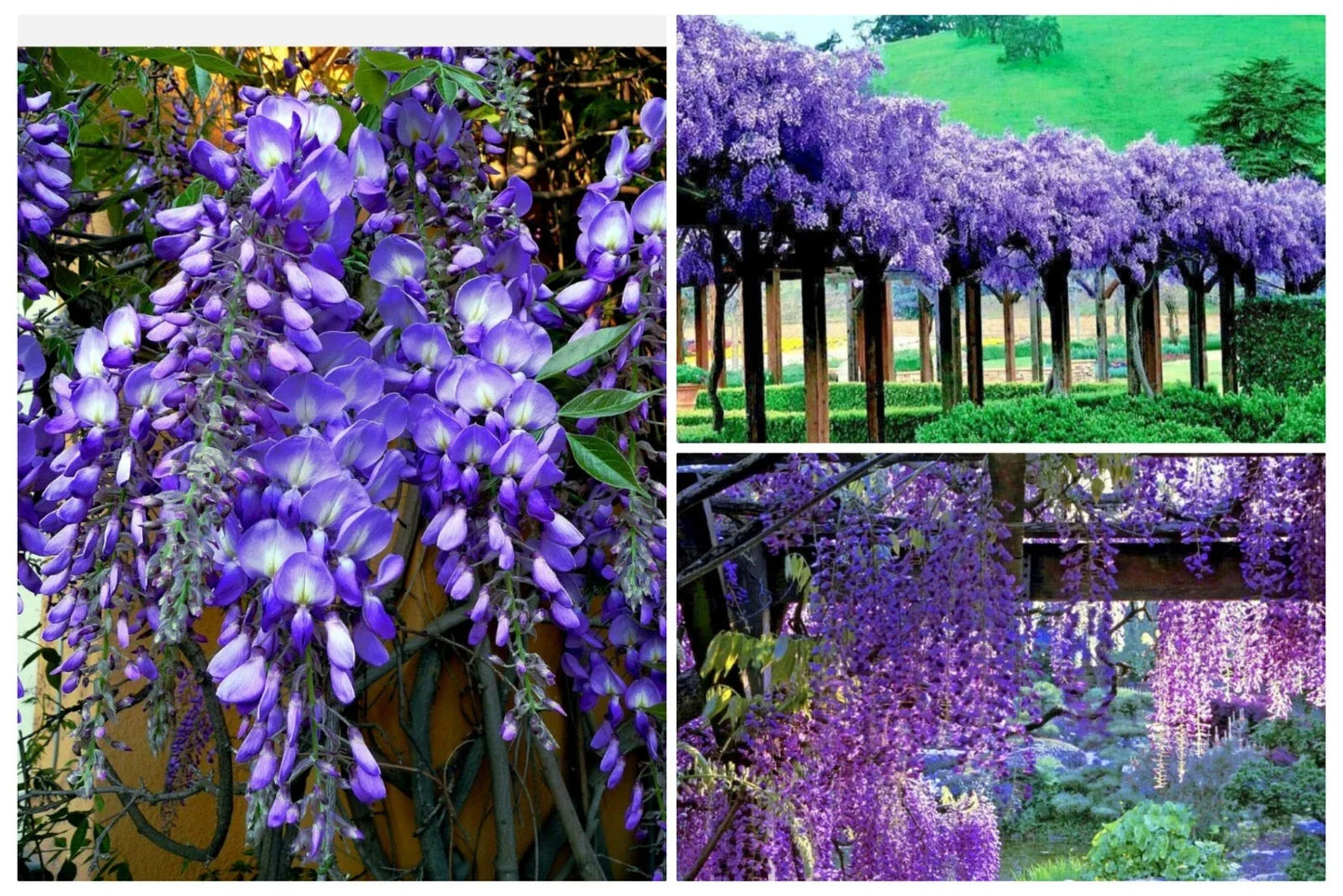 Japanese Blue Moon Wisteria Tree Seeds - 20+ Fast Growing Cold Hardy Flower Vine Seeds (Wisteria floribunda)