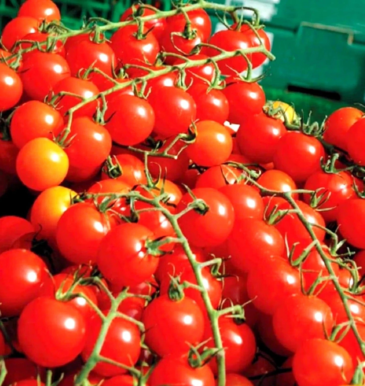 Cherry Tomato Seeds - 100+ Super Sweet Large Heirloom Non-GMO Organic - Solanum lycopersicum