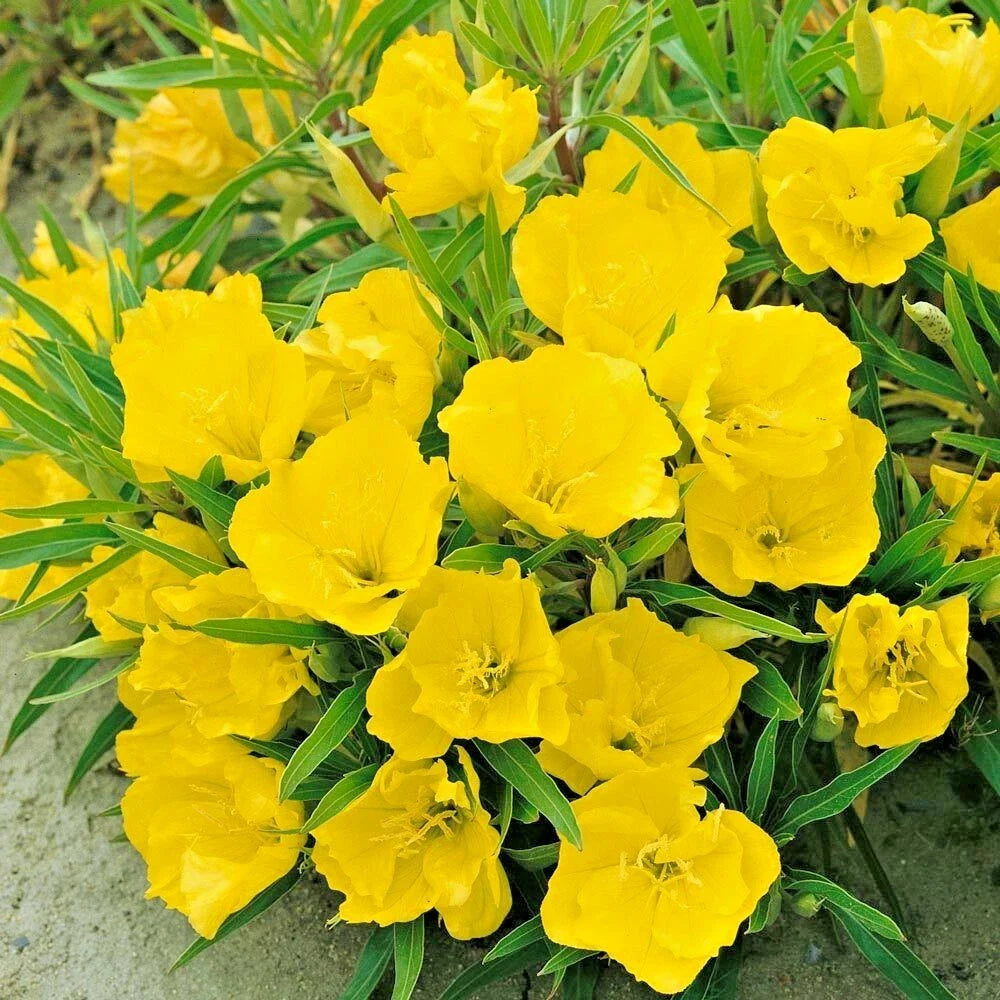 Dwarf Missouri Evening Primrose Flower Seeds - 200 Drought-Tolerant Groundcover for Containers - Oenothera missouriensis