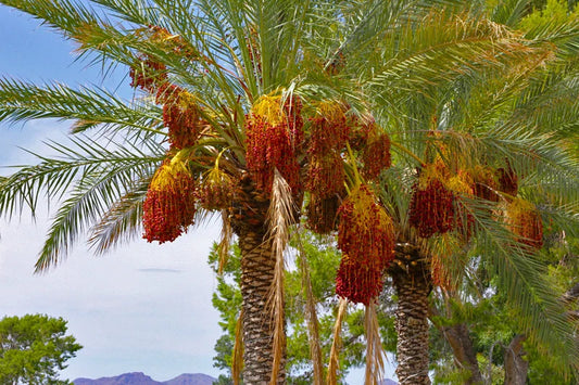 10 Seeds Date Palm Tree Phoenix Dactylifera - Fast Shipping USA - Grow Your Own Edible Dates
