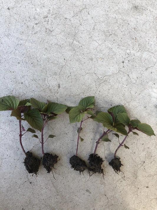 2 Live Green Purple Shiso Plants | Beefsteak, Wild, Japanese Basil | Perilla | NON-GMO
