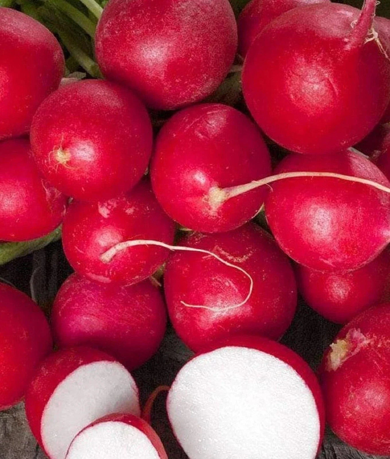 Cherry Belle Radish Seeds - 200+ Non-GMO Seeds - Fast Germination - Raphanus sativus