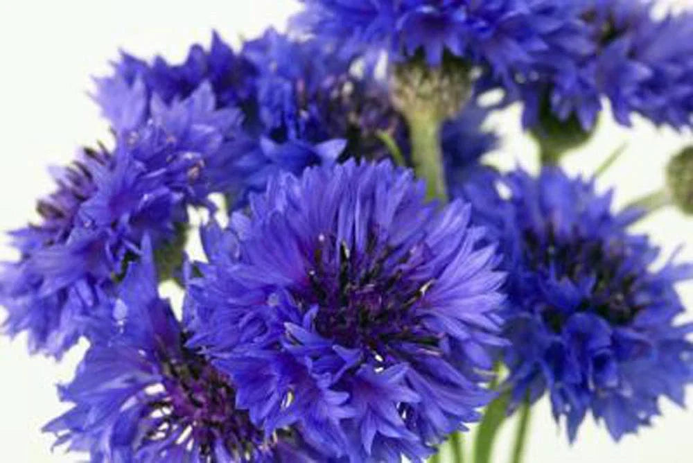 Bachelor Button Seeds, 1000 Seeds, Tall Blue Variety, Centaurea cyanus, Beautiful Blooms for Garden
