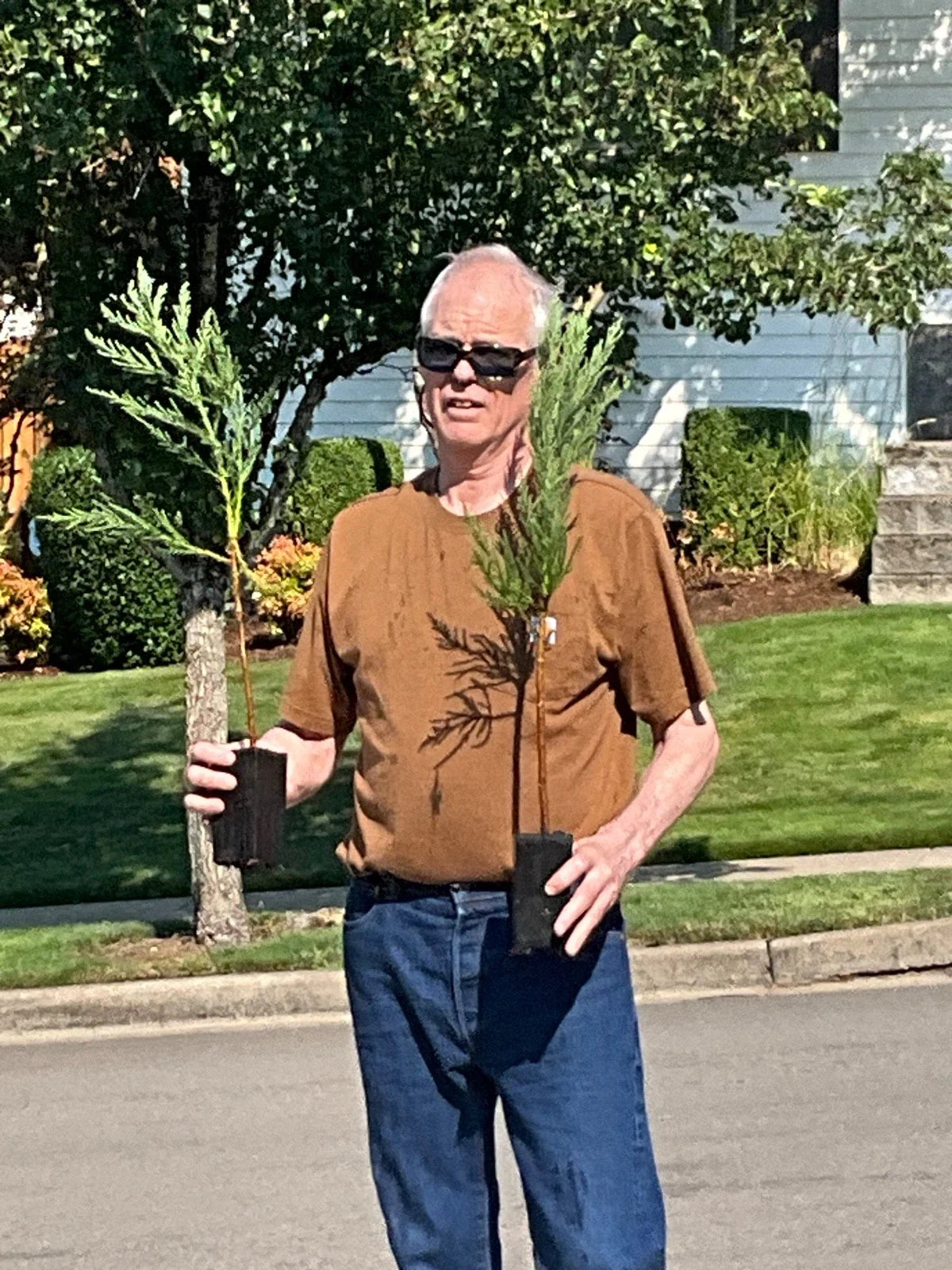 Giant Sequoia Redwood Tree Starts - 25 Inch Seedlings - Sequoiadendron giganteum