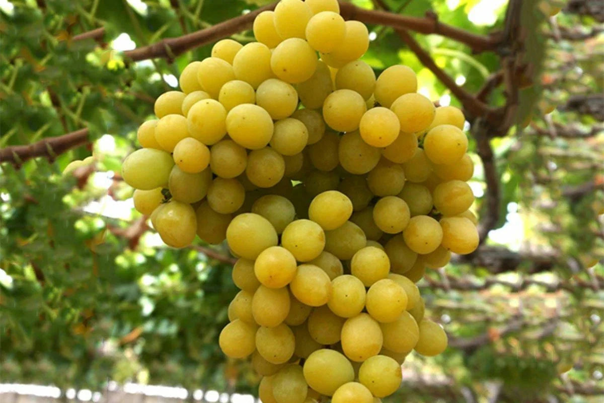 Cotton Candy Grape Cuttings - 3 Rooting Cuttings for Grafting - Vitis vinifera - Easy to Root, Limited Stock