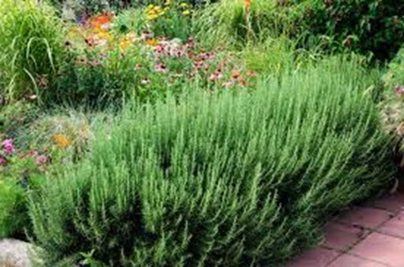 Organic Rosemary Herb Plants LIVE Cuttings - 10" Multiples - Fast Shipping - Rosmarinus officinalis