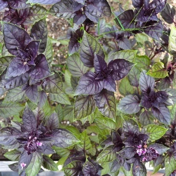 Corsican Basil Seeds - 100-1000 Count - Garnish & Microgreens - Pollinator Friendly (Ocimum basilicum)