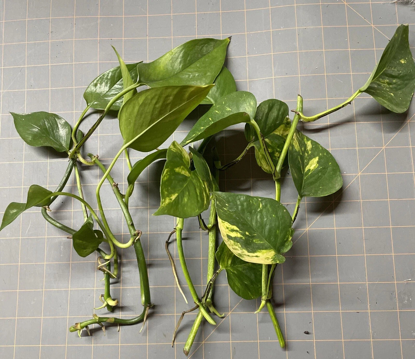 Golden Pothos Plant Rooted Cuttings - 5 Pack - Epipremnum aureum - Easy Care Indoor Houseplants