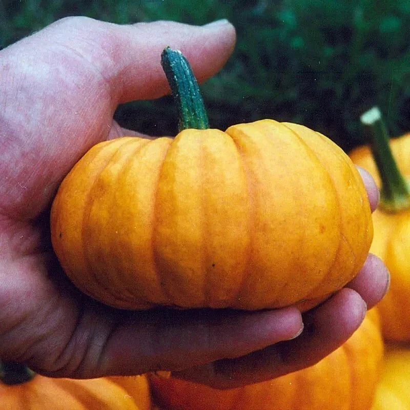 Jack Be Little Pumpkin Seeds - 30+ Heirloom Organic Non-GMO - Fresh Gardening Seeds for Planting