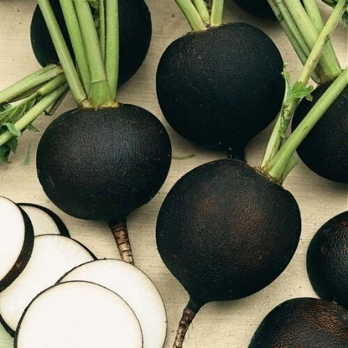Black Spanish Round Radish Seeds - Organic Heirloom - Non-GMO - 100+ Seeds - Raphanus sativus
