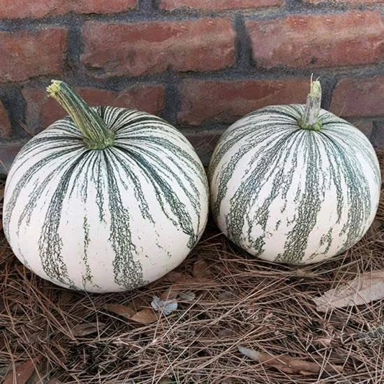 Silver Edge Pumpkin Seeds for Planting, 10 Count, Exotic Striped Squash, Easy to Grow (Cucurbita pepo)
