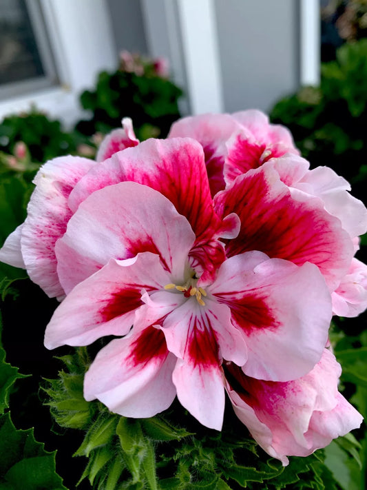 Geranium Starter Cuttings, 2 Pack, White/Mahroon Perennial, No Root, 6” Tall, Pelargonium spp.