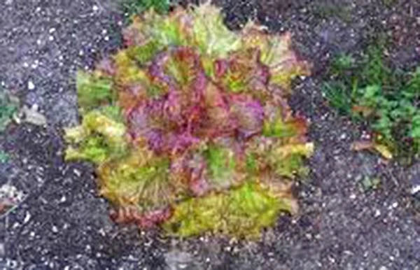 Lettuce Seed - 1000 Seeds - Heirloom Leaf Lettuce Prizehead - Non-GMO - Organic Gardening