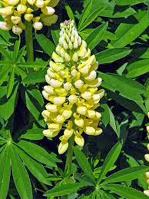 Lupine Seeds, 20+ Seeds, Golden Yellow Variety, Beautiful Golden Flowers, Lupinus perennis